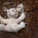 A stuffed animal lying in dirt