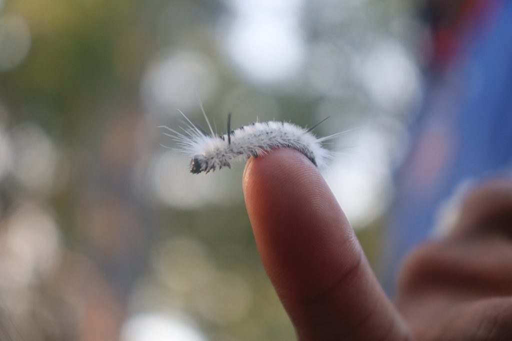 a caterpillar on the tip of a finger