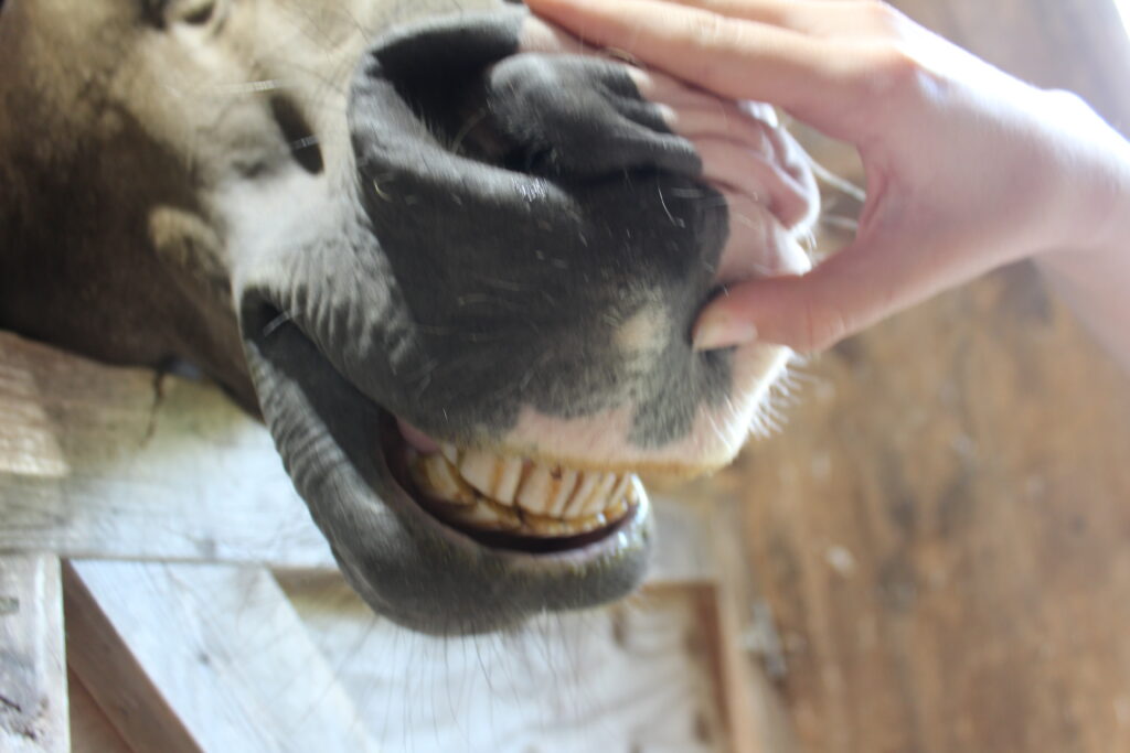 A person holding open the mouth of a horse to see its teeth