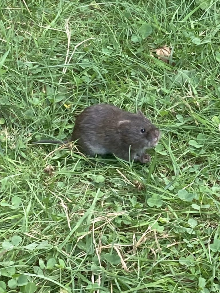 A vole in grass