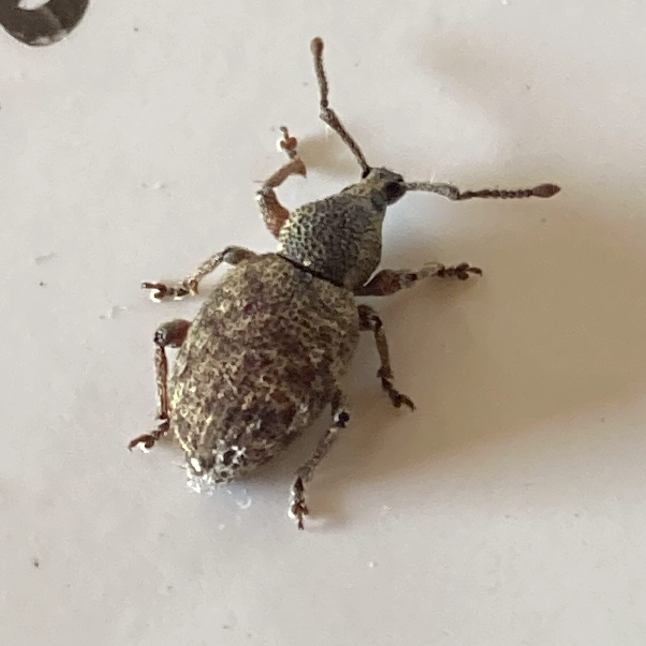 A weevil on a white surface